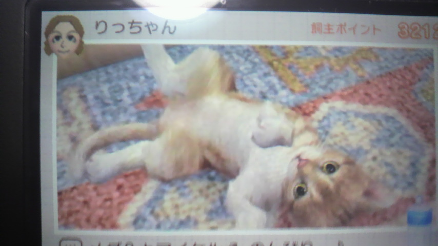 Nintendogs+CatsijehbOX+LbcBʂ̃}CP